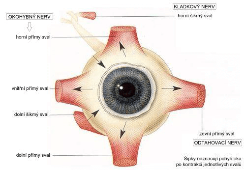 Schéma okohybných svalů
